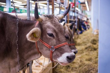 Tarımsal hayvan sergisinde inek portresi