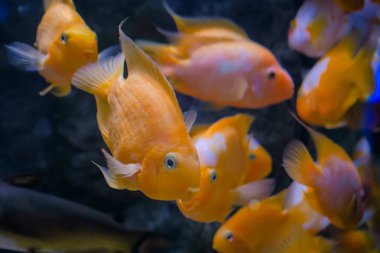 Küçük japon balığı okulu, sualtı dünyası