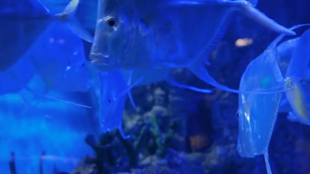 Škola stříbrných metynnis plavání v obrovském akváriu. Modré světlo — Stock video