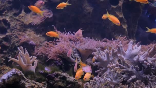 Ecole de petits poissons rouges. Récif corallien sur fond — Video