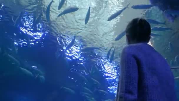 Oceanarium 'da büyük bir akvaryum tankında balık girdabına bakan bir kadın. — Stok video