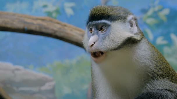 Grüner Affe isst etwas — Stockvideo