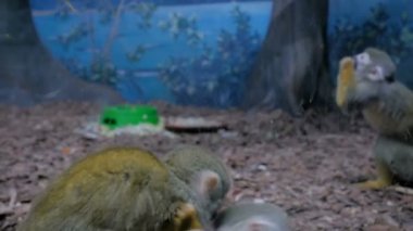 Küçük komik sincap maymunları zıplıyor, birlikte oynuyorlar.