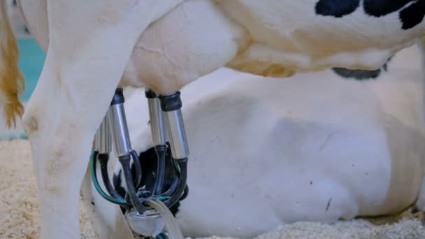 Equipamento automatizado de instalação de ordenha de vacas na exploração leiteira de bovinos — Vídeo de Stock