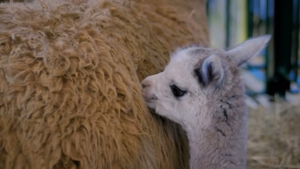 Linda pequeña alpaca con madre en la exposición de animales agrícolas, feria — Vídeos de Stock