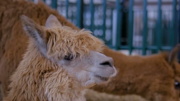 Портрет коричневой альпаки на выставке сельскохозяйственных животных - крупный план — стоковое видео