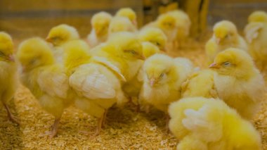 Çiftlikte bir grup yavru tavuk.