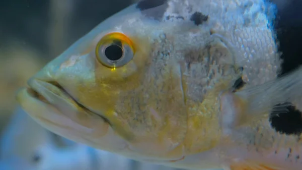 Close up tiro de cabeça de peixe — Fotografia de Stock
