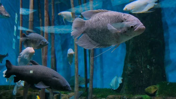 Peixes diferentes nadando em aquário enorme — Fotografia de Stock