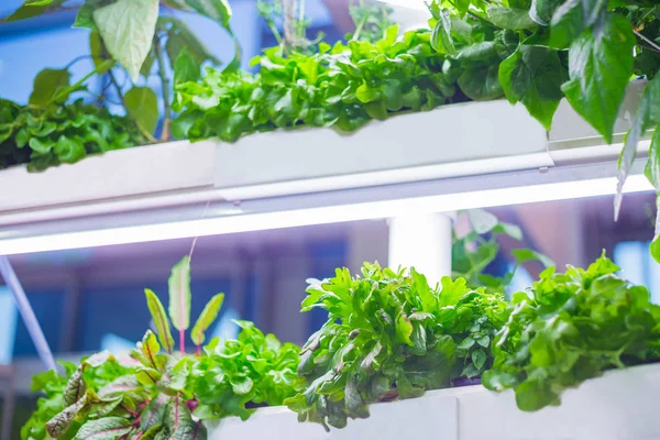 Tencerelerde büyüyen yeşil bitkiler — Stok fotoğraf
