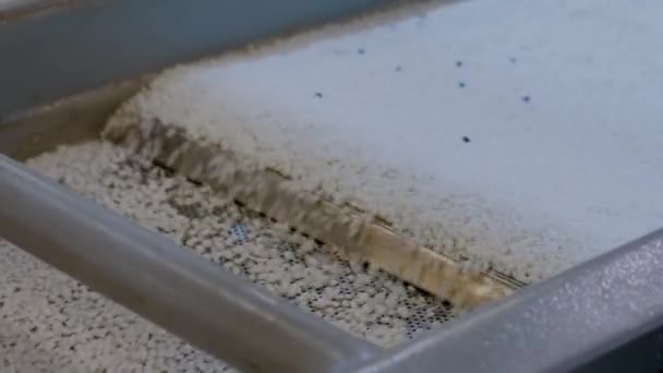 Gerecycled plastic granulaat op automatische transportband — Stockvideo