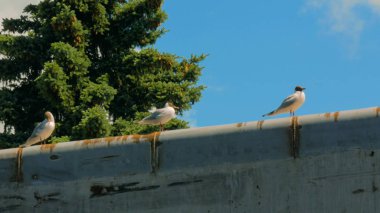 Grup beton iskelede duran martılar