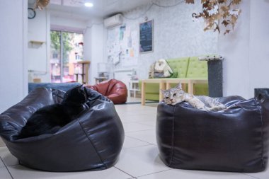 Birkaç kedi istirahat