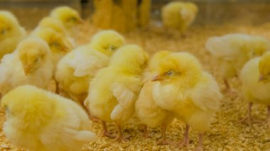 Çiftlikte bir grup yavru tavuk.
