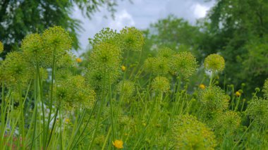 Güzel unblown allium çiçekler