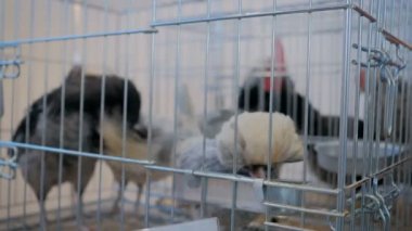 Tarımsal hayvan sergisinde kafeste yürüyen komik saf tavuklar.