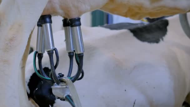 Sığır çiftliğindeki otomatik inek sağma tesisi ekipmanı — Stok video