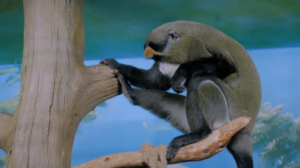 Singe drôle assis dans l'arbre et bâillant — Video