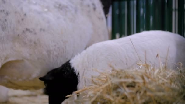 Retrato de cordeiro bonito na exposição de animais agrícolas, feira — Vídeo de Stock