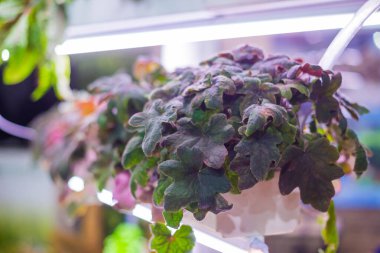 Tencerelerde büyüyen yeşil bitkiler