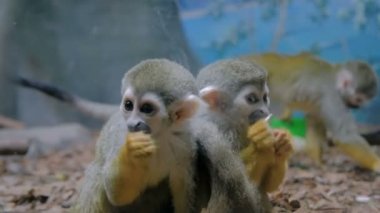 Kabak çekirdeği yiyen sincap maymunları