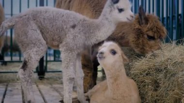 Tarımsal hayvan fuarında birlikte oynayan iki sevimli küçük alpaka