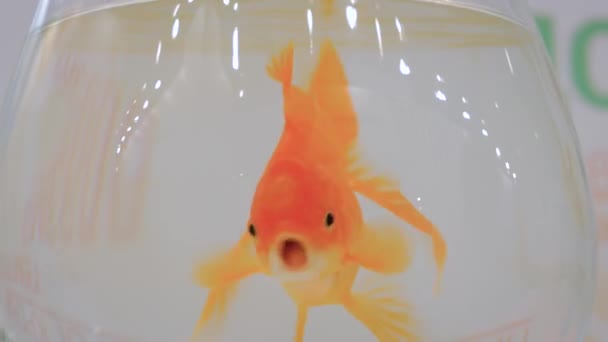 Goldfish swimming around in bowl — Stock Video