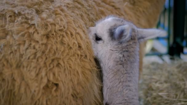 Aranyos kis alpaka az anya a mezőgazdasági állat kiállítás, kereskedelmi show — Stock videók