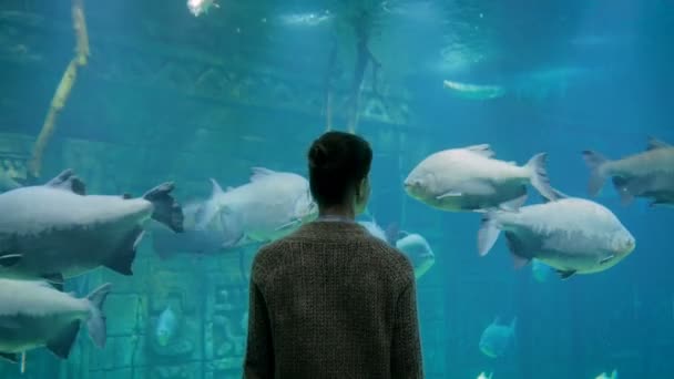 Silhueta mulher olhando para peixes em grande tanque de aquário público no Oceanarium — Vídeo de Stock