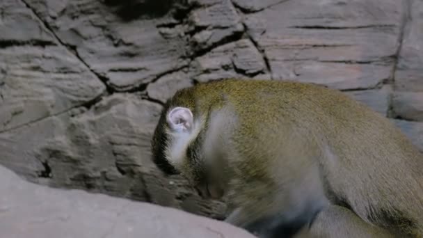 뭔가를 먹는 녹색 원숭이 — 비디오