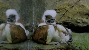 İki pamuklu tamarin.