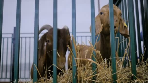 야생 동물 전시회에서 건초를 먹고 있는 갈색 염소 두 마리, 무역 박람회 — 비디오