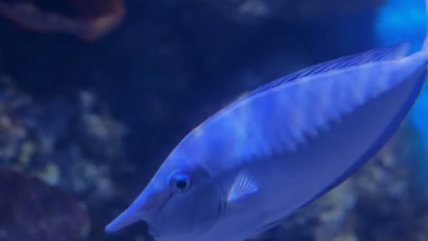 Grappige vis met lange neus die onder water zwemt — Stockvideo