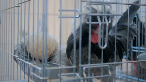 Hühner fressen Saatgut im Käfig bei landwirtschaftlicher Tierausstellung, Markt — Stockvideo