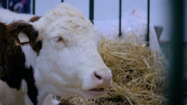 Zirai hayvan sergisinde saman yiyen inek sağmak, fuar - yakın plan