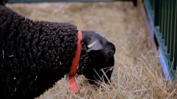 Černé nadýchané ovce jíst seno na výstavě zemědělských zvířat - zblízka — Stock video