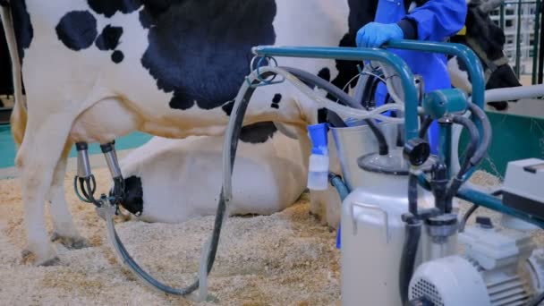 Equipamento automatizado de instalação de ordenha de vacas na exploração leiteira de bovinos — Vídeo de Stock