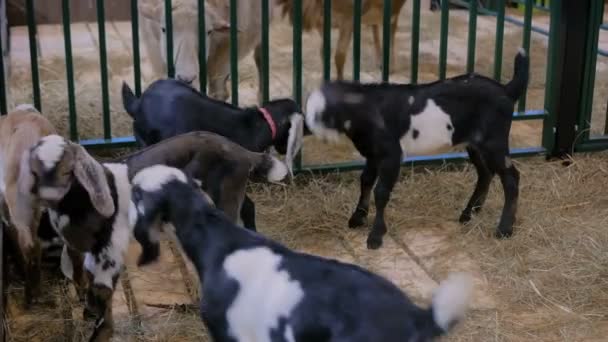 小型有趣的山羊在农业动物展览上一起玩耍 — 图库视频影像