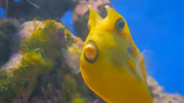 Close up shot of yellow funny fish near corals — Stock Photo, Image