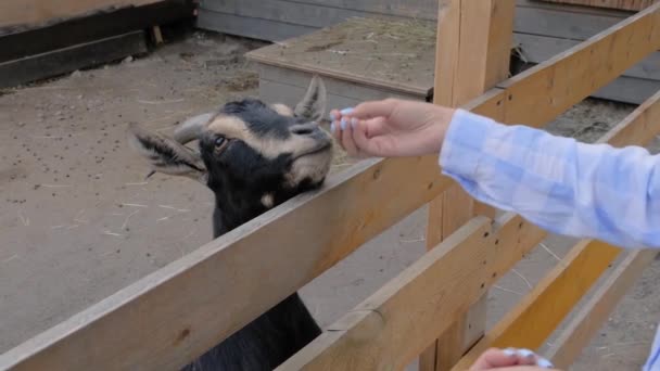 Femme nourrissant chèvre noir mignon de la main à la ferme au ralenti, gros plan — Video