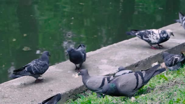 Slow motion: flock of pigeons eating bread crumbs at street — Stock Video