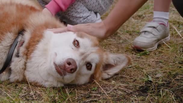 Kobieta i dzieci ręce głaskanie czerwony syberyjski husky pies w parku - slow motion — Wideo stockowe