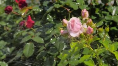 Çiçekleri suluyorum. Pembe güller parkta. Ağır çekimde.