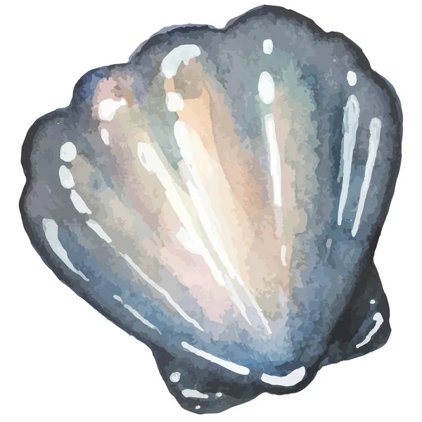 Deniz kabuğu suluboya el çekilmiş — Stok Vektör