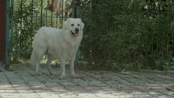 Большая белая собака тяжело дышит в саду — стоковое фото