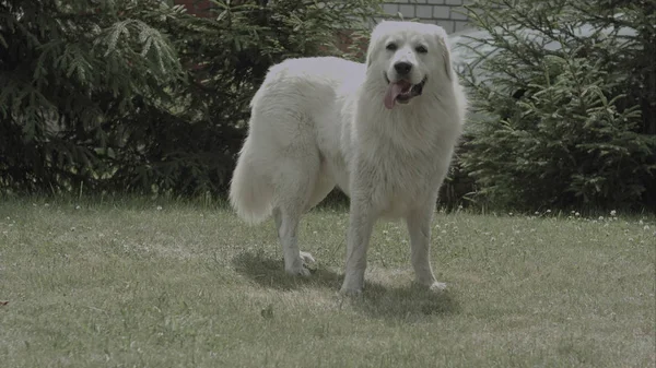 Μεγάλο λευκό σκυλί στο γρασίδι στην ηλιόλουστη ημέρα κήπων ζεστό καλοκαίρι — Φωτογραφία Αρχείου