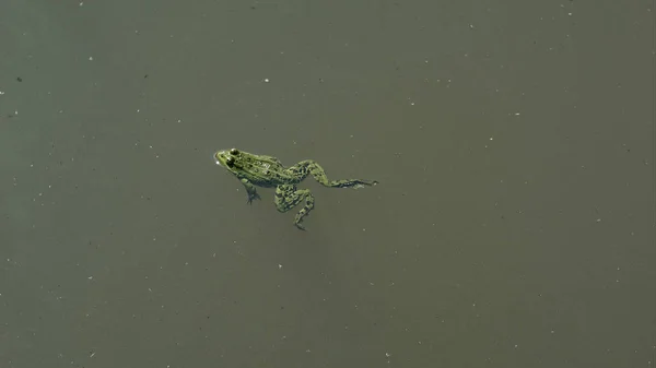 Лягушка плавает в пруду — стоковое фото