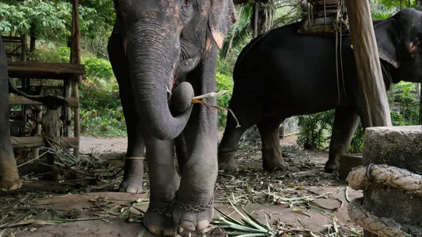 Asiatic elephant eating hay and dancing