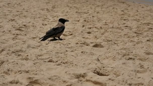 Ворона стоит на песчаном пляже — стоковое видео