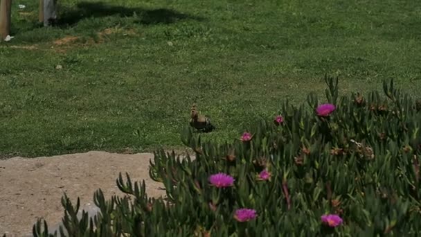 Hop-vogel zittend in het gras — Stockvideo